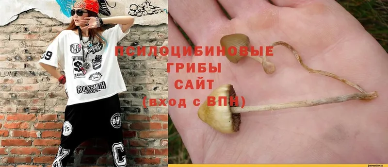 Псилоцибиновые грибы Magic Shrooms  Купино 